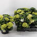 Hortensia Wit P23 - Ø23cm - ↕40cm - Atemberaubende Blüten Bild 2