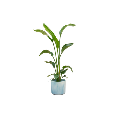 Kombi-Angebot - Strelitzia Nicolai inklusive Topf elho Ocean Round Atlantikblau Ø22 - 100 cm