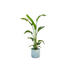 Kombi-Angebot - Strelitzia Nicolai inklusive Topf elho Ocean Round Atlantikblau Ø22 - 100 cm Bild 1