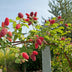 GreenboutiQ Tayberry - 2 Red Fruit Plants in 11cm Pot Bild 5