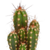 Cactus mix 5x (5.5cm pot) in white pot Bild 7