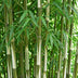 Green boutiQ Fargesia robusta Pingwu Bambus - Nicht wuchernd - 2 Pflanzen Bild 4
