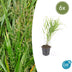 6x Hakonechloa macra - ↕10-25cm - Ø9cm Bild 1