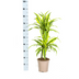 Dracaena Lemon Lime Ø19cm - 70-90cm Bild 2
