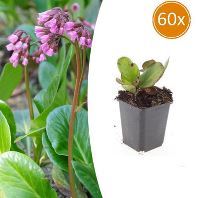 60x Bergenia cordifolia 'Herbstblüte'  - ↕10-25cm - Ø9cm