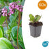 60x Bergenia cordifolia 'Herbstblüte'  - ↕10-25cm - Ø9cm Bild 1