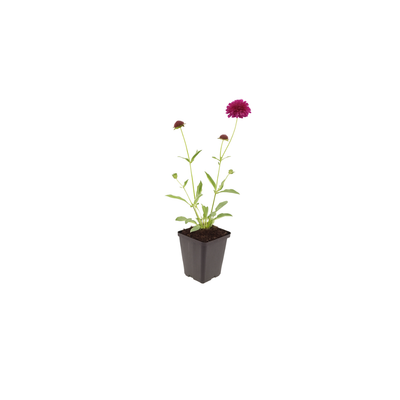 12x Knautia macedonica (Mazedonische Witwenblume) - 10-25cm