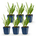 Green boutiQ - Perennial - Agapanthus Duo - African Lily - Bee and Butterfly Attractors - Blue - White - 6 Plants - Pot 11cm - Height 15-25cm Bild 12