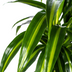 Dracaena Deremensis Hawaiian Sunshine Ø21cm | 90-110cm Höhe Bild 5
