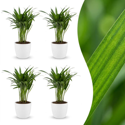 Green boutiQ - Areca Lutescens - Goldfruchtpalme - 4 Pflanzen - met Potter Wit - Pot 12cm - Hoogte - 45cm