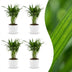 Green boutiQ - Areca Lutescens - Goldfruchtpalme - 4 Pflanzen - met Potter Wit - Pot 12cm - Hoogte - 45cm Bild 1