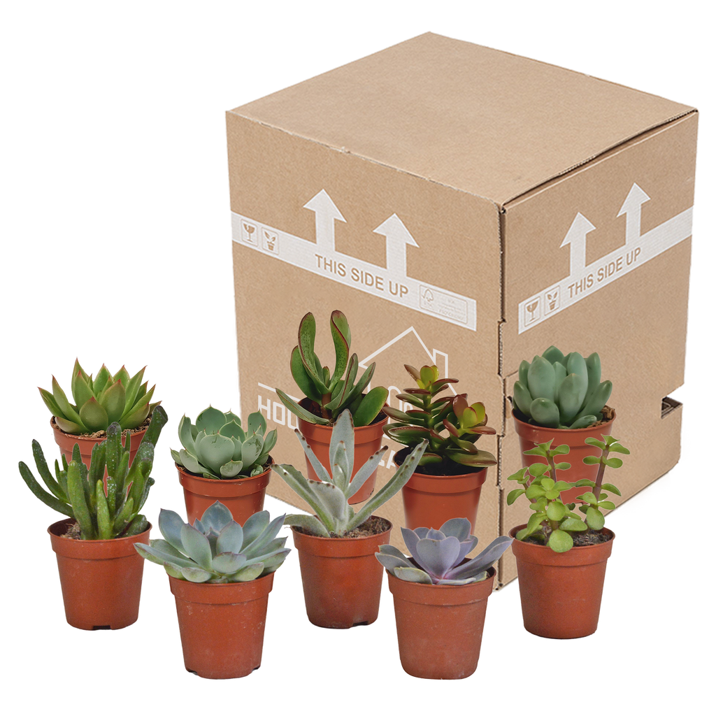 Vetplanten-Mischung 5,5 cm - 10x - zonder pot