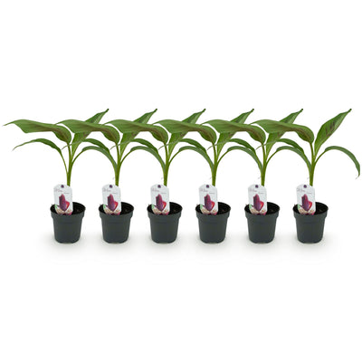 GreenboutiQ Bananenpflanze 'Red Tiger' (6er Pack, Topf 12cm)