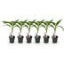 GreenboutiQ Bananenpflanze 'Red Tiger' (6er Pack, Topf 12cm) Bild 2