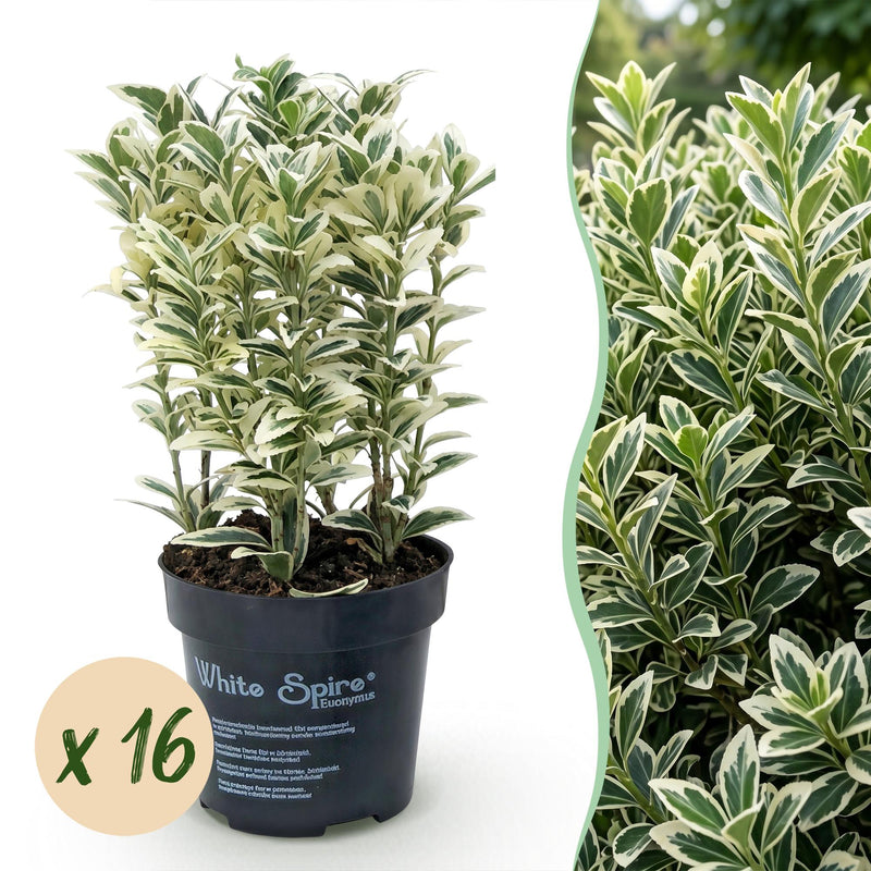 Green boutiQ - 16x Euonymus japonicus White Spire - Kardinalskappen - Heckenpflanzen - Immergrün - Weiß - Grün - Topf 9cm - Höhe 20-30cm