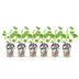 Jostaberry Plant: Ribes Jostabes, hardy, pack of 6, 9cm pot Bild 2