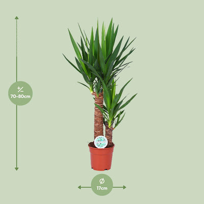 Yucca Pflanze Ø17cm - ↕80cm | Luftreinigend & Pflegeleicht