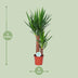 Yucca Pflanze Ø17cm - ↕80cm | Luftreinigend & Pflegeleicht Bild 2