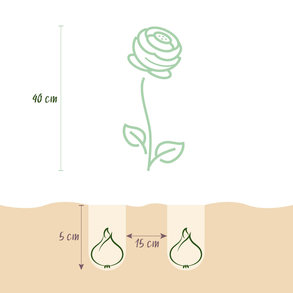 GreenboutiQ - Blumenzwiebeln - Ranunculus Pastel Mix - Bulbs Hardy Perennial - Verschiedene Farben - 40 Stück - Zwiebelgröße 5/6 - XXL Pack