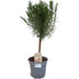 Rosemary Off. "ON STEM" - Ø14cm - ↕45cm Bild 1