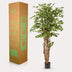 Kunstpflanze Ficus Liane Geigenblatt - 170 cm – Pflegeleicht & Dekorativ Bild 5
