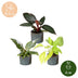 3x Baby Philodendron Tricolour - Zimmerpflanzen Set (Ø6cm) Bild 5