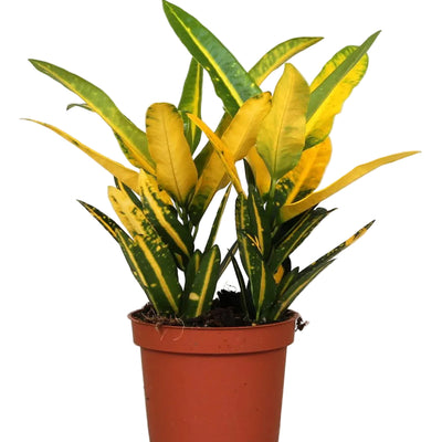 Croton Sunny Star Pflanze, Ø12cm, Höhe 30cm