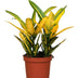 Croton Sunny Star Pflanze, Ø12cm, Höhe 30cm Bild 1