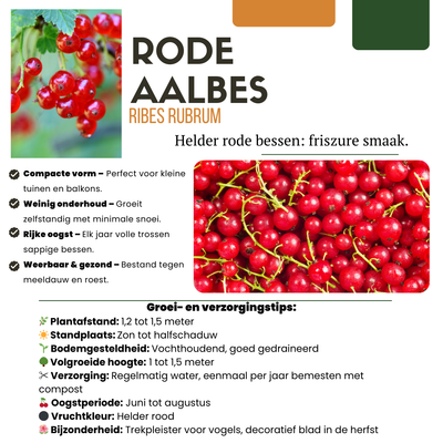 „Früchteparadies“ BIO Obstpflanzen-Mix – Set mit 4 verschiedenen Sorten