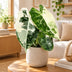 Alocasia Frydek Variegata: Seltene Zimmerpflanze mit cremefarbener Zeichnung, Ø6cm Bild 2