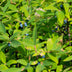 Honigbeere 'Kamchatika' Lonicera caerulea – 2 Pflanzen Bild 7