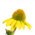 Echinacea purpurea Yellow Ø19cm - ↕60 - 70cm Bild 2