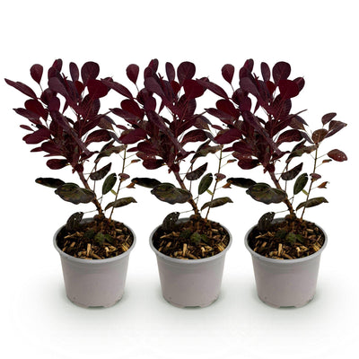 Cotinus coggygria Lilla (3 Pflanzen) - Lila Blüte & Purpurrot Laub