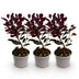 Cotinus coggygria Lilla (3 Pflanzen) - Lila Blüte & Purpurrot Laub Bild 2