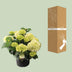 Hortensia Wit P23 - Ø23cm - ↕40cm - Atemberaubende Blüten Bild 5