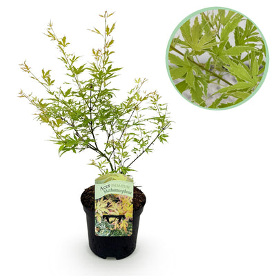 Japanischer Ahorn 'Methamorphosa' - Acer palmatum - 70cm Topf 19cm