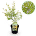 Japanischer Ahorn 'Methamorphosa' - Acer palmatum - 70cm Topf 19cm Bild 1