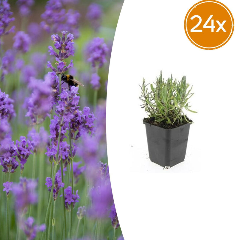 24x Lavendel 'Munstead' - 10-25cm hoch - Ø9cm Topf
