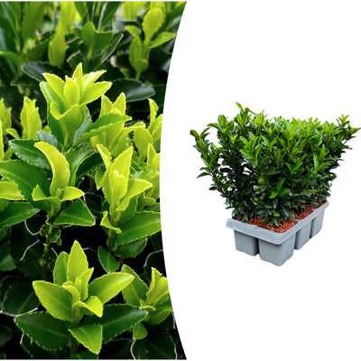 6x Euonymus 'Green Spire' - Ø 7 cm - ↨ 15 cm - Buchsbaum-Alternative