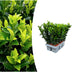 6x Euonymus 'Green Spire' - Ø 7 cm - ↨ 15 cm - Buchsbaum-Alternative Bild 1