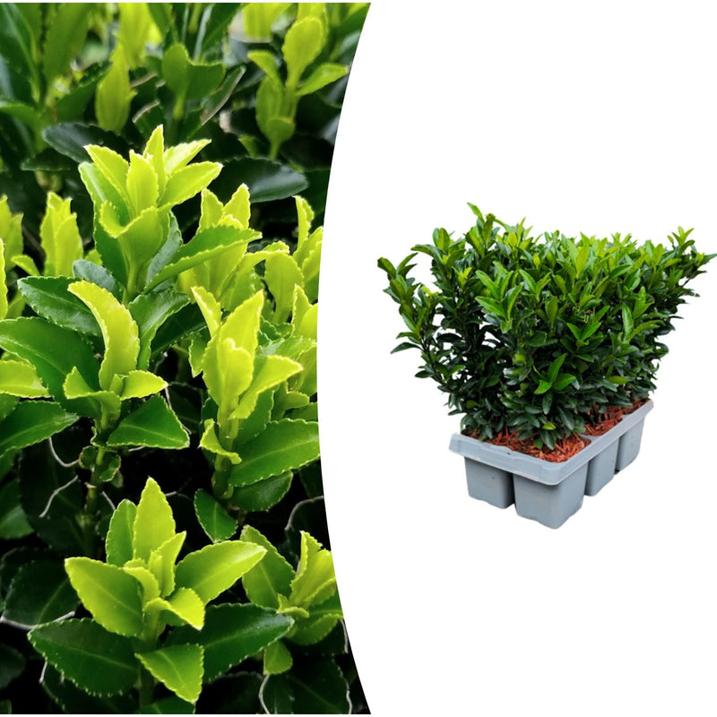 6x Euonymus 'Green Spire' - Ø 7 cm - ↨ 15 cm - Buchsbaum-Alternative