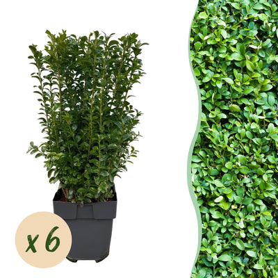 Buchsbaum Heckenpflanzen Set: 6x Buxus sempervirens, 45cm hoch