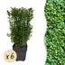 Buchsbaum Heckenpflanzen Set: 6x Buxus sempervirens, 45cm hoch Bild 1