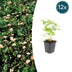 12x Wild Strawberry Plants Fragaria vesca (10-25cm, 9cm pot) Bild 1