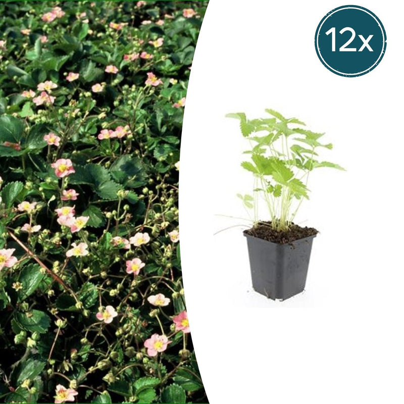 12x Wild Strawberry Plants Fragaria vesca (10-25cm, 9cm pot)