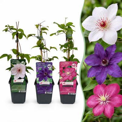 3x Clematis Tricolour - Dreifarben-Waldrebe - Lila - Rosa - Weiß - Kletterpflanze - Ø9cm - ↕35cm