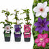 Clematis Tricolor Climbing Plant: 3 Plants, Pink, White, Purple Bild 1
