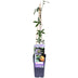Passiflora Blau Caerulea Kletterpflanze, Ø15cm, ↕65cm Bild 3