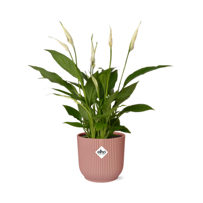 Friedenslilie Spathiphyllum 12cm im ELHO Vibes Fold 14cm Topf Rosa