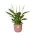Friedenslilie Spathiphyllum 12cm im ELHO Vibes Fold 14cm Topf Rosa Bild 1